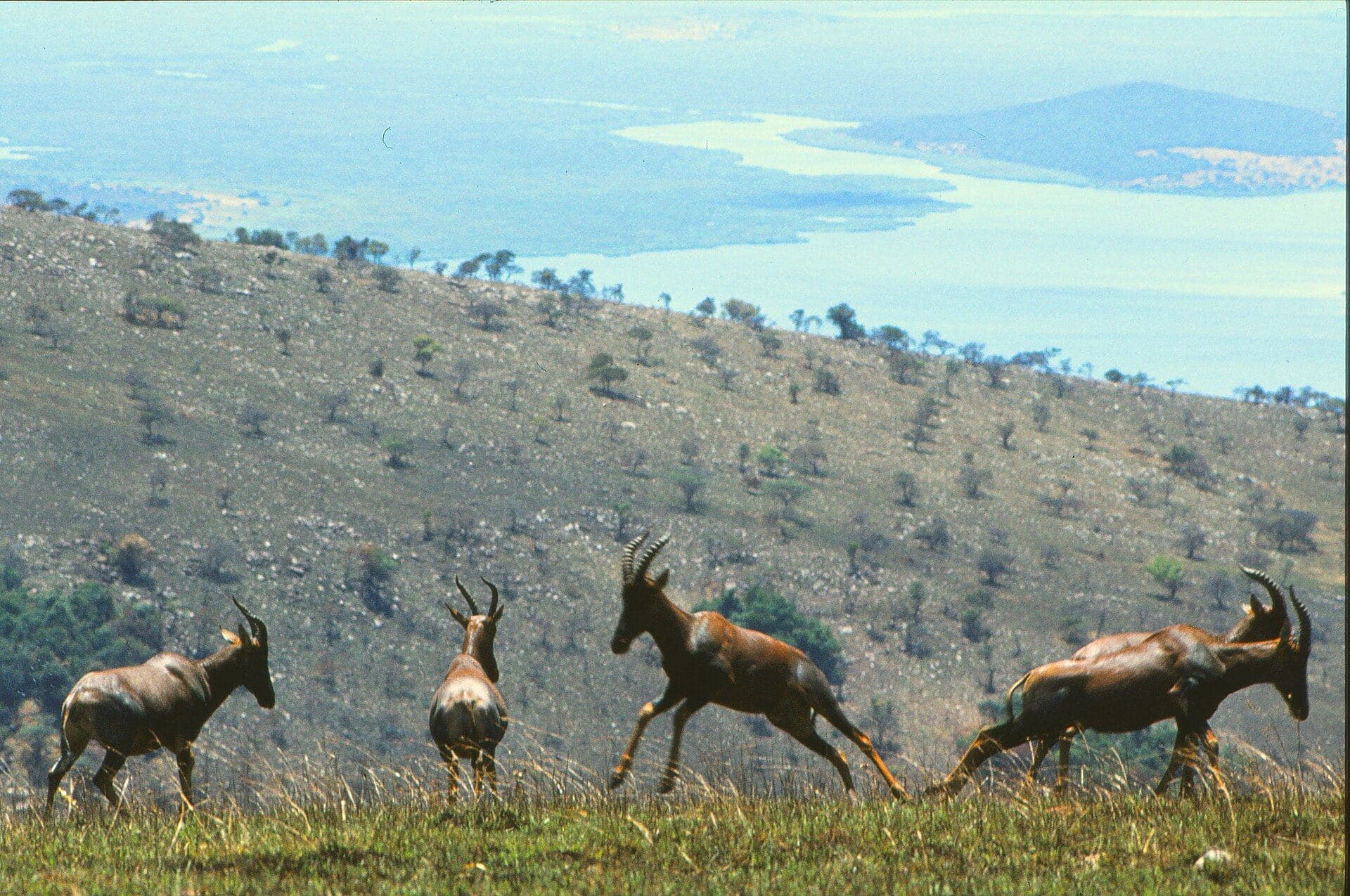 Topis en pleine course dans l'Akagera