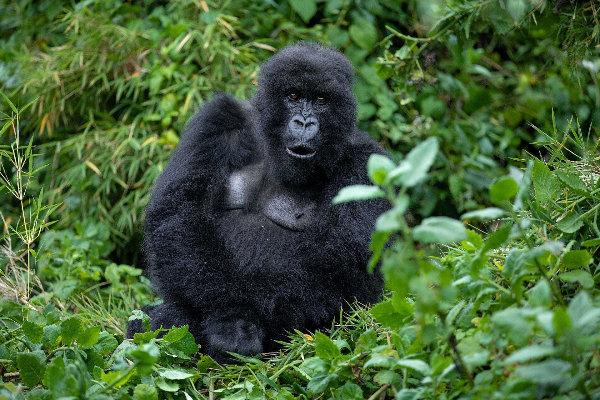 Jeune gorille du groupe Susa sur les pentes du Karisimbi
