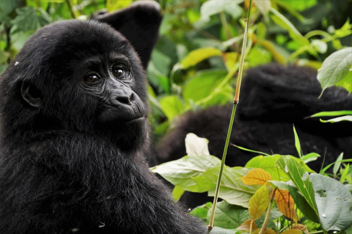 Gorilles et singes dorés, 4 jours tout confort