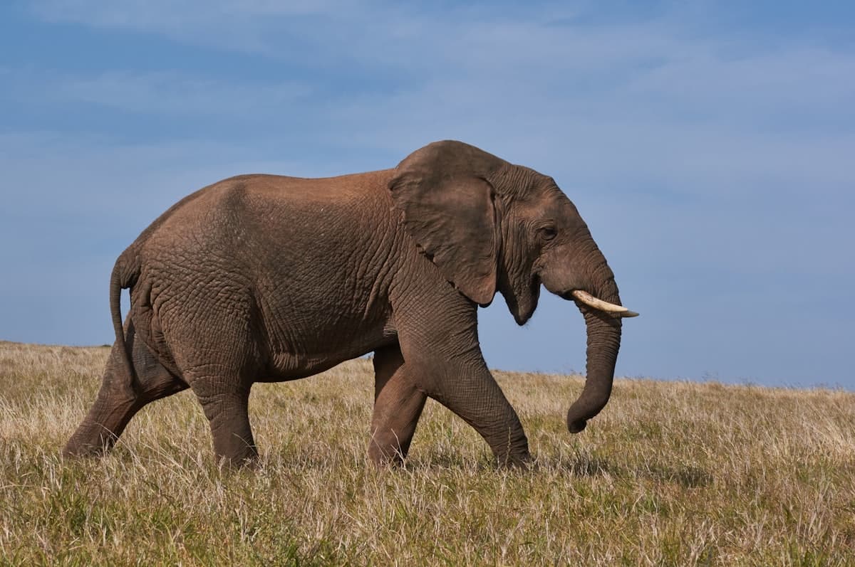 Akagera Big Five en 2 jours