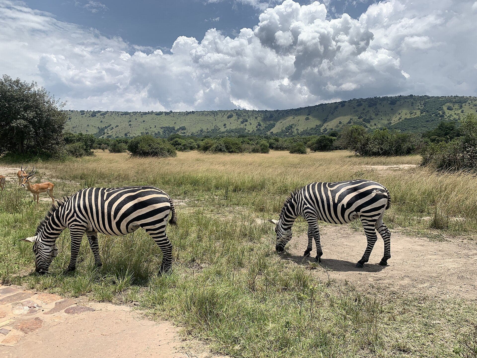 Zèbres dans le parc national de l'Akagera