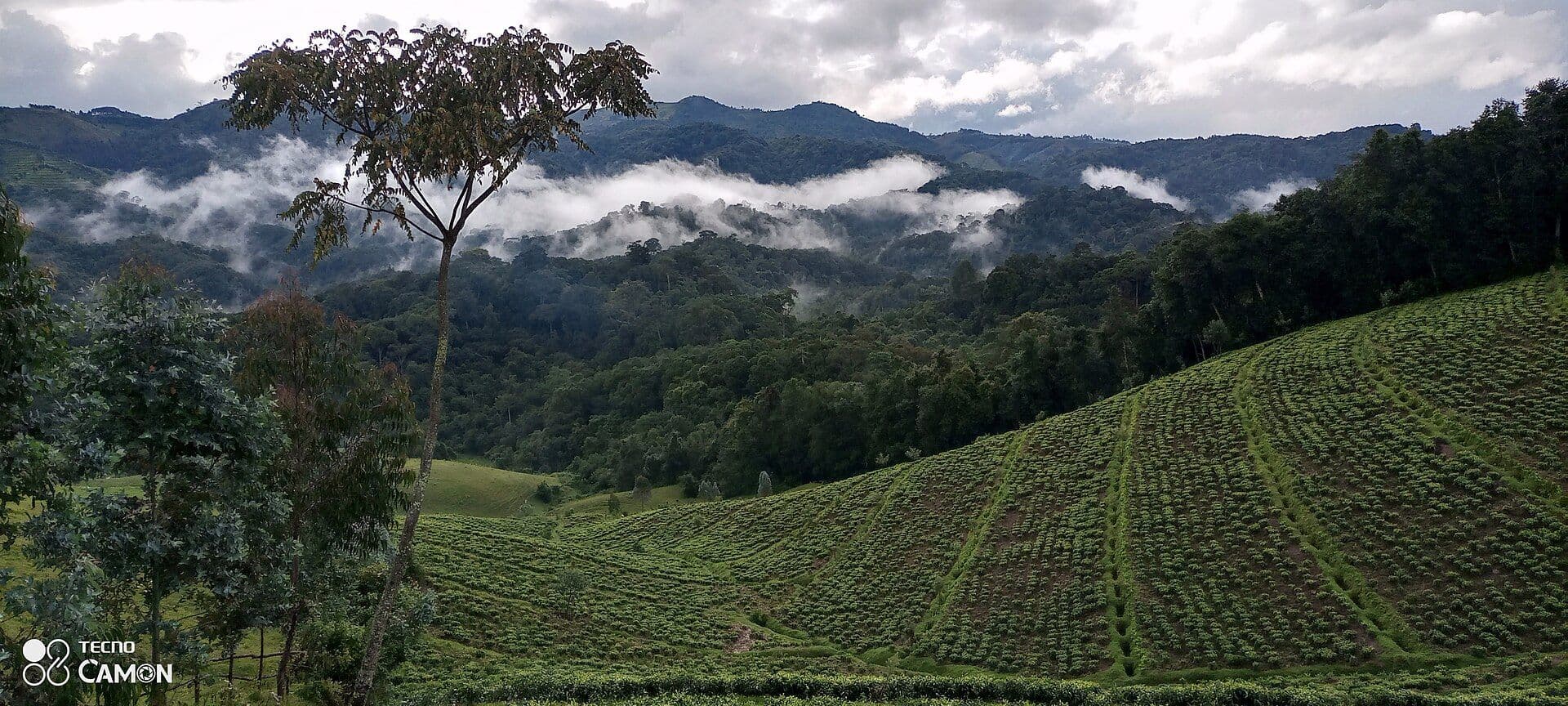 La forêt de Gishwati au-dessus des plantations de thé