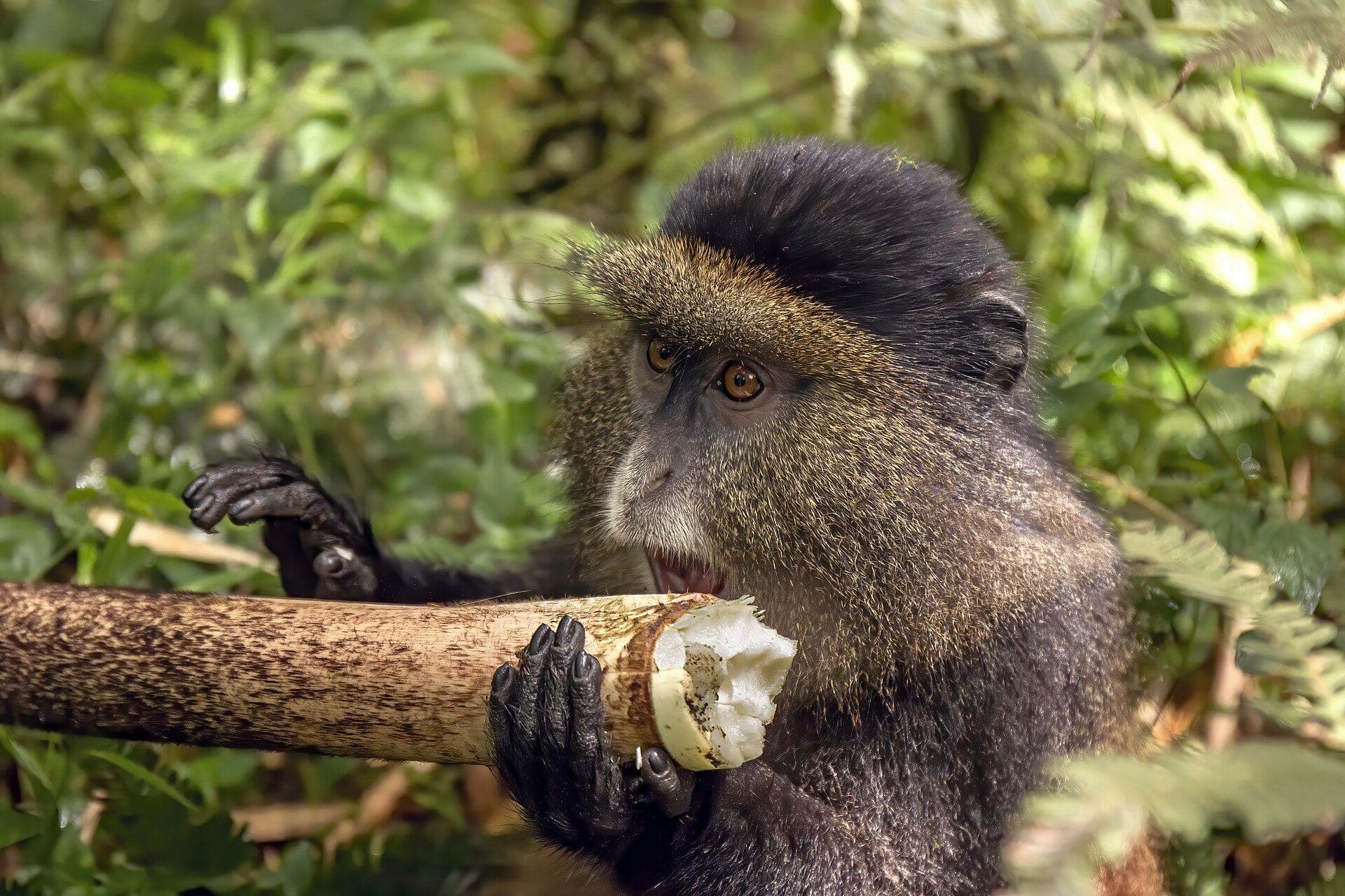 Singe doré dans les bambous des Volcans