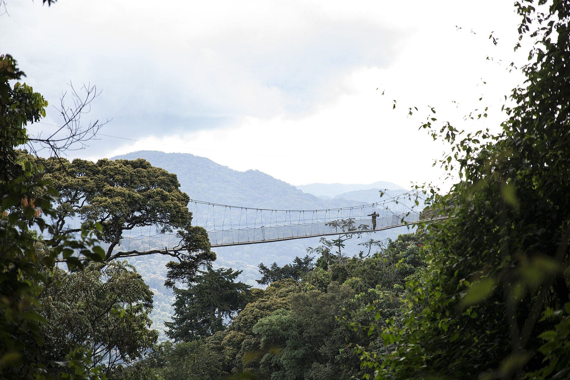 La passerelle suspendue de Nyungwe